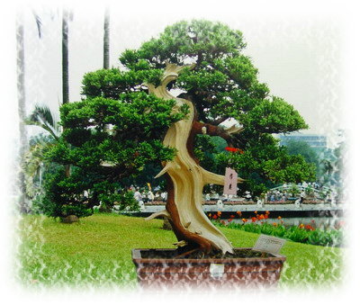 中国盆景欣赏及制作之二 - 乘成 - 乘成休闲吧
