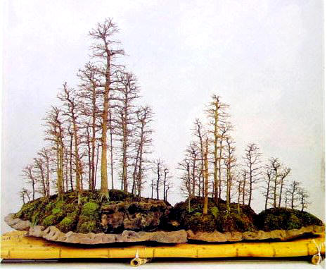 中国盆景欣赏及制作之二 - 乘成 - 乘成休闲吧