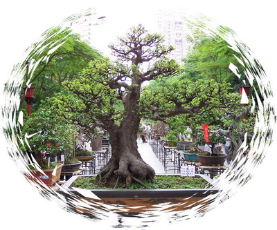 中国盆景欣赏及制作之二 - 乘成 - 乘成休闲吧