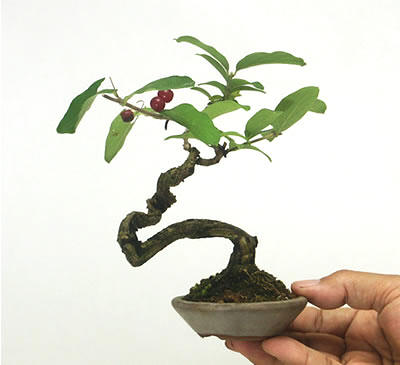 中国盆景欣赏及制作之二 - 乘成 - 乘成休闲吧