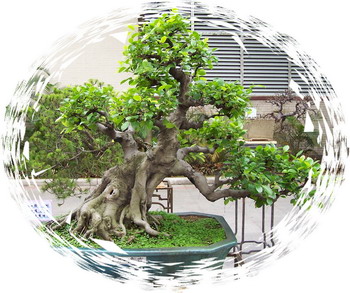 中国盆景欣赏及制作之二 - 乘成 - 乘成休闲吧