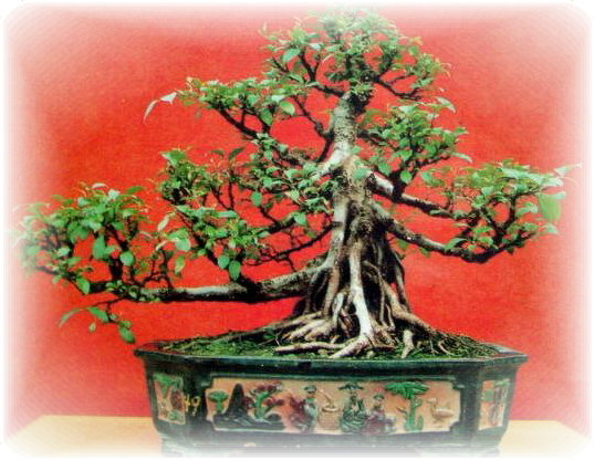 中国盆景欣赏及制作之二 - 乘成 - 乘成休闲吧