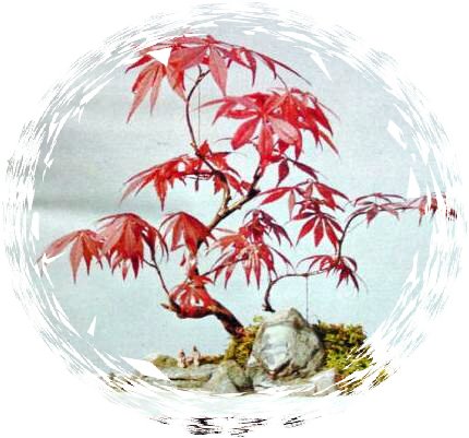 中国盆景欣赏及制作之二 - 乘成 - 乘成休闲吧