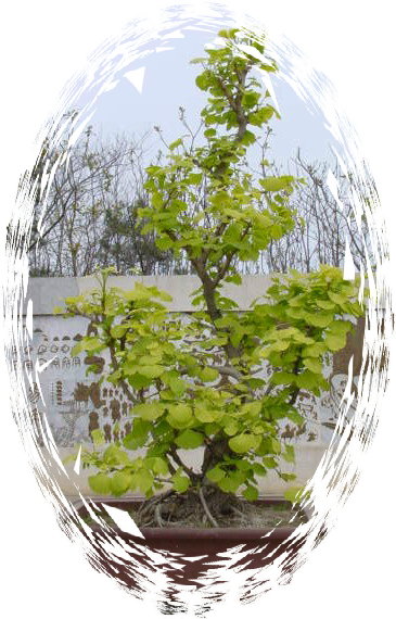 中国盆景欣赏及制作之二 - 乘成 - 乘成休闲吧