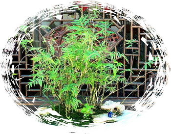 中国盆景欣赏及制作之二 - 乘成 - 乘成休闲吧