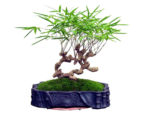 中国盆景欣赏及制作之二 - 乘成 - 乘成休闲吧