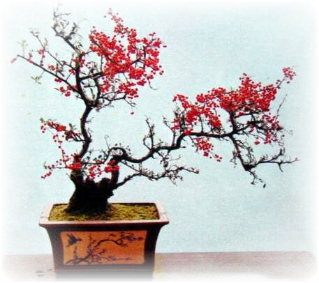 中国盆景欣赏及制作之二 - 乘成 - 乘成休闲吧