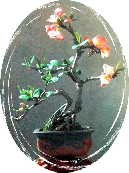 中国盆景欣赏及制作之二 - 乘成 - 乘成休闲吧