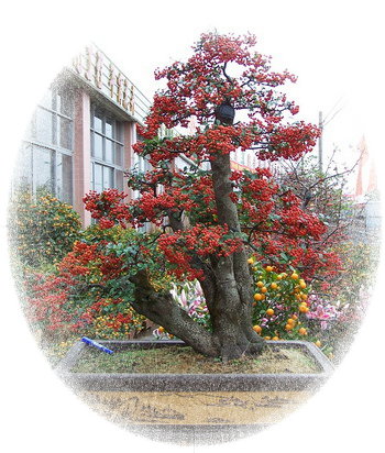 中国盆景欣赏及制作之二 - 乘成 - 乘成休闲吧