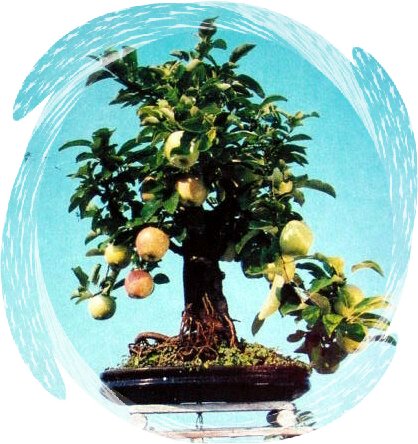 中国盆景欣赏及制作之二 - 乘成 - 乘成休闲吧