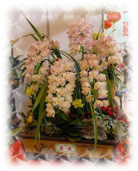 中国盆景欣赏及制作之二 - 乘成 - 乘成休闲吧