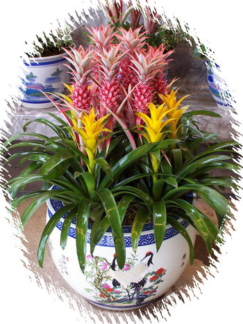 中国盆景欣赏及制作之二 - 乘成 - 乘成休闲吧