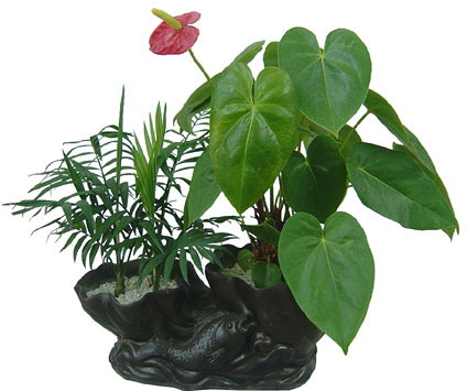 中国盆景欣赏及制作之二 - 乘成 - 乘成休闲吧