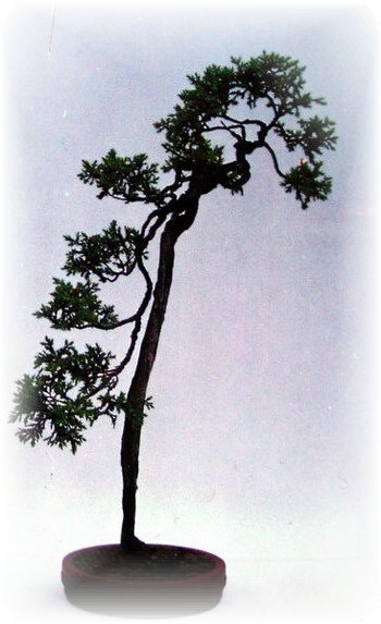 中国盆景欣赏及制作之二 - 乘成 - 乘成休闲吧