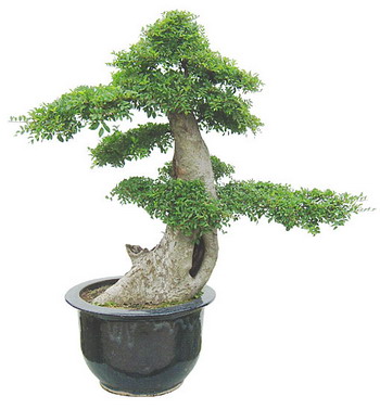 中国盆景欣赏及制作之二 - 乘成 - 乘成休闲吧