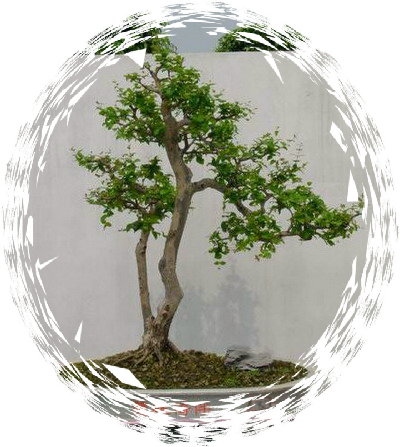 中国盆景欣赏及制作之二 - 乘成 - 乘成休闲吧