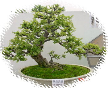 中国盆景欣赏及制作之二 - 乘成 - 乘成休闲吧