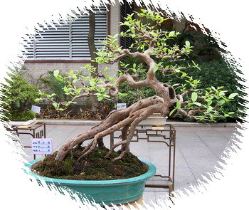 中国盆景欣赏及制作之二 - 乘成 - 乘成休闲吧