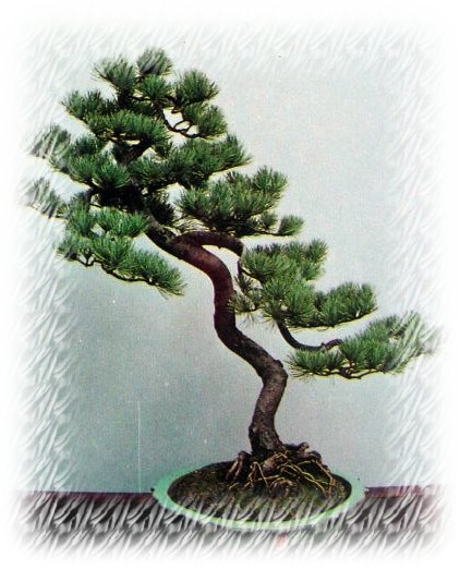 中国盆景欣赏及制作之二 - 乘成 - 乘成休闲吧