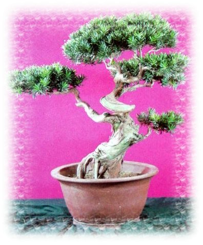 中国盆景欣赏及制作之二 - 乘成 - 乘成休闲吧