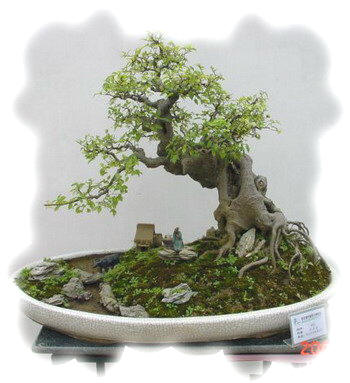 中国盆景欣赏及制作之二 - 乘成 - 乘成休闲吧