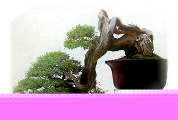 中国盆景欣赏及制作之二 - 乘成 - 乘成休闲吧