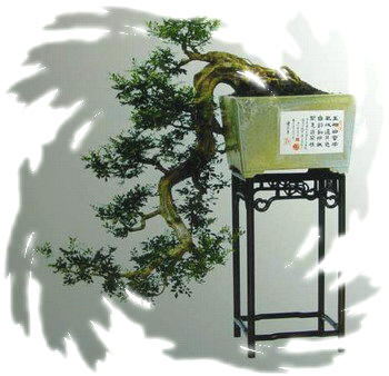 中国盆景欣赏及制作之二 - 乘成 - 乘成休闲吧