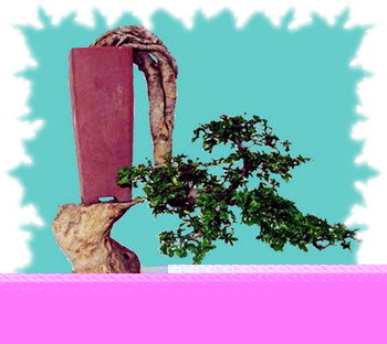 中国盆景欣赏及制作之二 - 乘成 - 乘成休闲吧