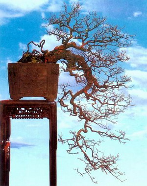 中国盆景欣赏及制作之三 - 乘成 - 乘成休闲吧