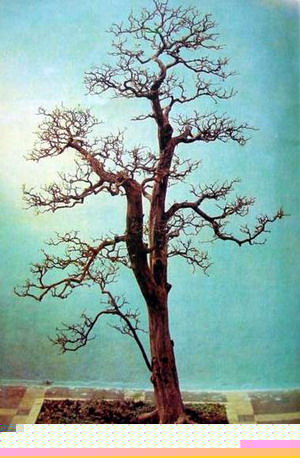 中国盆景欣赏及制作之三 - 乘成 - 乘成休闲吧