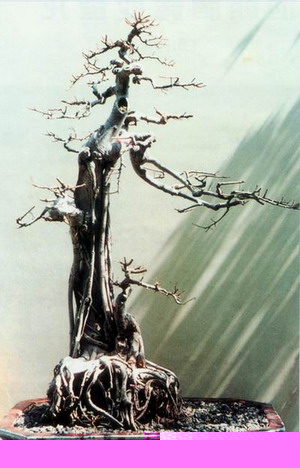 中国盆景欣赏及制作之三 - 乘成 - 乘成休闲吧