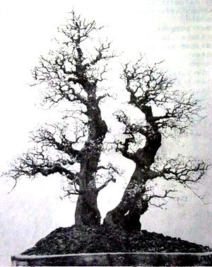 中国盆景欣赏及制作之三 - 乘成 - 乘成休闲吧