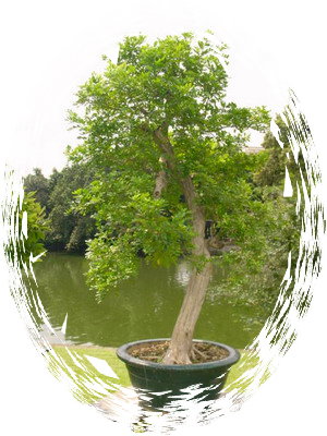 中国盆景欣赏及制作之三 - 乘成 - 乘成休闲吧