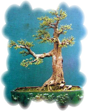 中国盆景欣赏及制作之三 - 乘成 - 乘成休闲吧