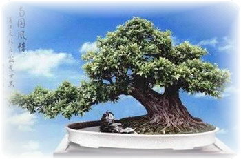 中国盆景欣赏及制作之三 - 乘成 - 乘成休闲吧