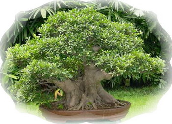 中国盆景欣赏及制作之三 - 乘成 - 乘成休闲吧