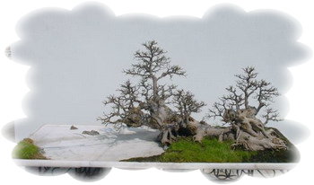 中国盆景欣赏及制作之三 - 乘成 - 乘成休闲吧