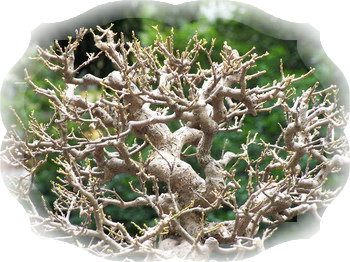 中国盆景欣赏及制作之三 - 乘成 - 乘成休闲吧