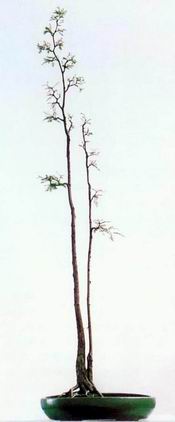 中国盆景欣赏及制作之三 - 乘成 - 乘成休闲吧