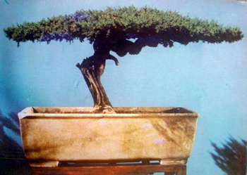 中国盆景欣赏及制作之三 - 乘成 - 乘成休闲吧