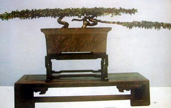 中国盆景欣赏及制作之三 - 乘成 - 乘成休闲吧