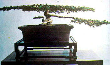 中国盆景欣赏及制作之三 - 乘成 - 乘成休闲吧