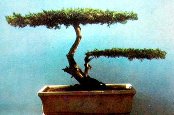 中国盆景欣赏及制作之三 - 乘成 - 乘成休闲吧