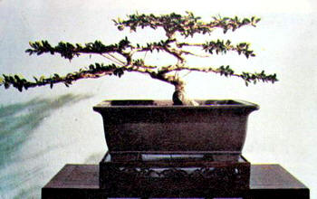 中国盆景欣赏及制作之三 - 乘成 - 乘成休闲吧