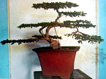 中国盆景欣赏及制作之三 - 乘成 - 乘成休闲吧