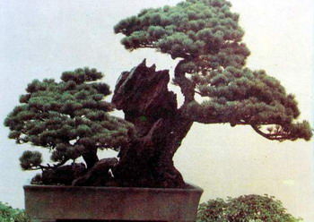 中国盆景欣赏及制作之三 - 乘成 - 乘成休闲吧