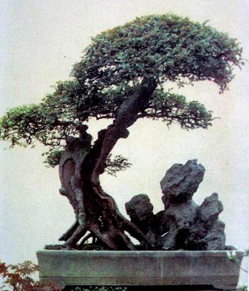 中国盆景欣赏及制作之三 - 乘成 - 乘成休闲吧