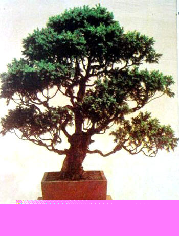 中国盆景欣赏及制作之三 - 乘成 - 乘成休闲吧