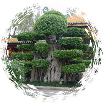 中国盆景欣赏及制作之三 - 乘成 - 乘成休闲吧