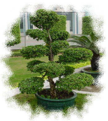 中国盆景欣赏及制作之三 - 乘成 - 乘成休闲吧